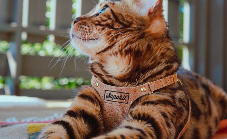 cat wearing cork harness