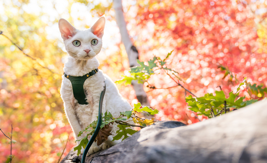 harness and leash trained cat