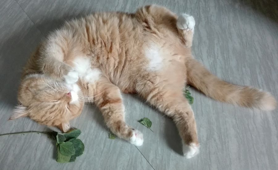 cat with catnip