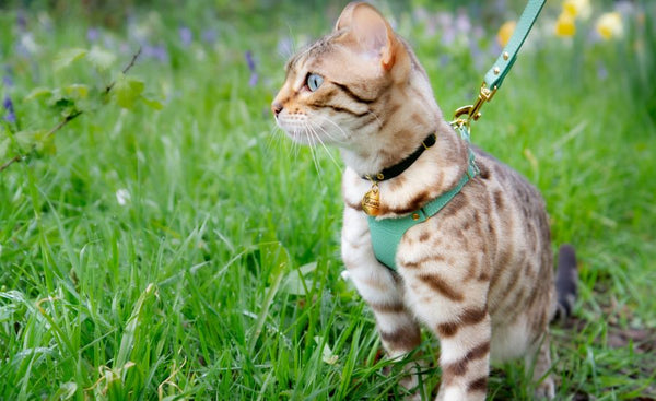 Cat wearing Supakit harness and leash
