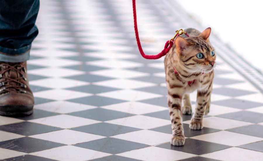 cat walking on harness and leash