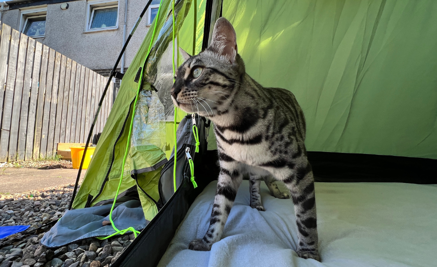 cat in tent