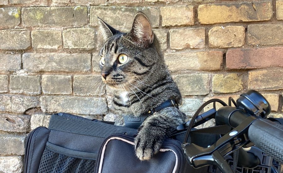 Cat in bike basket 