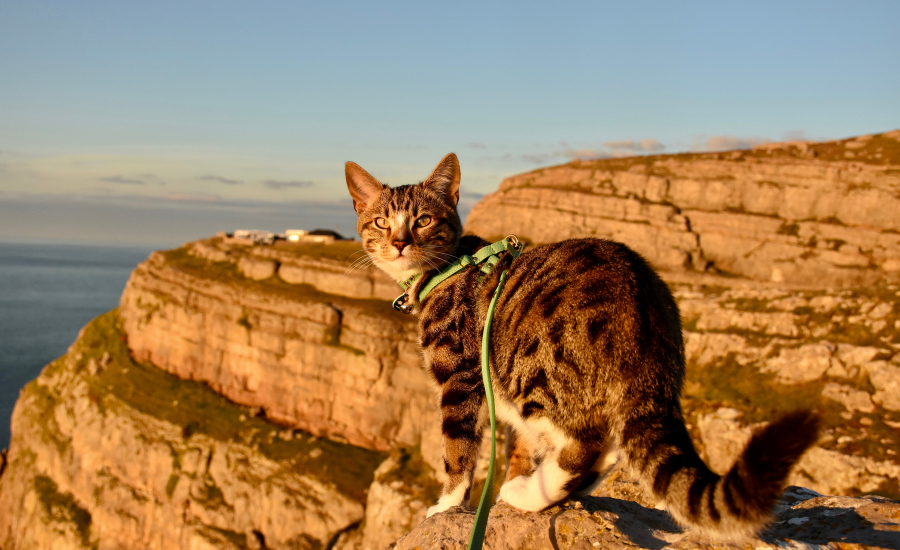cat wearing harness and leash