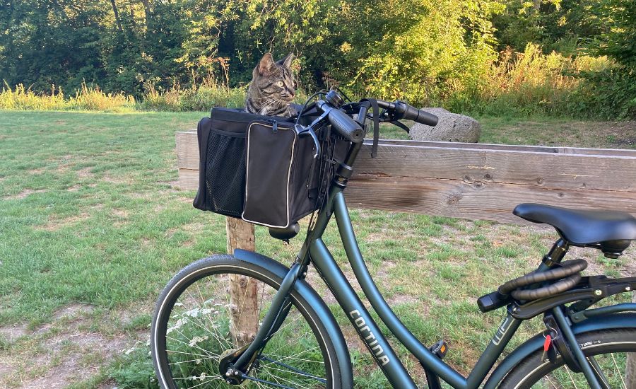 Cat in bike basket