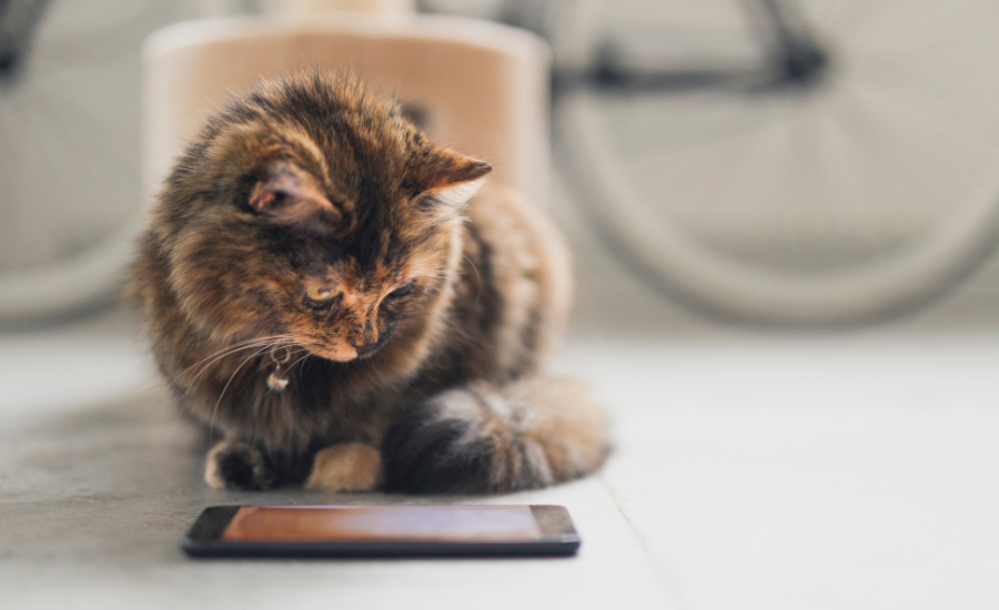 cat watching mobile device