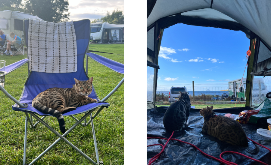 cat camping