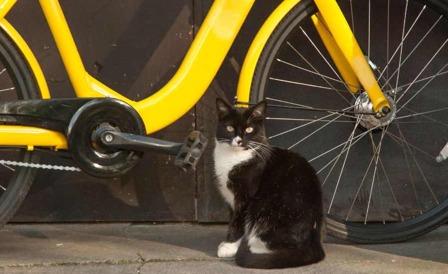 Cat with bike