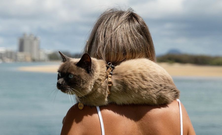 Siamese cat wearing cork cat harness