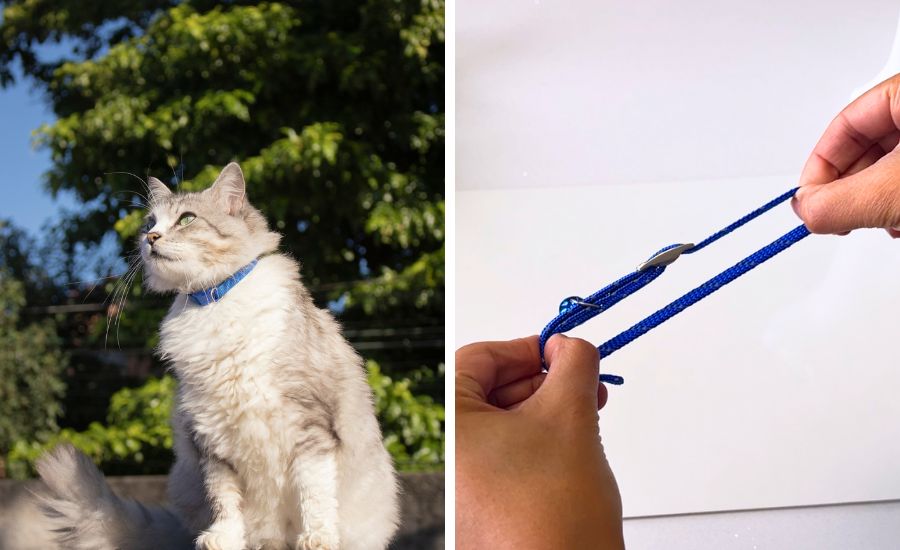 Are stretch cat collars safe?