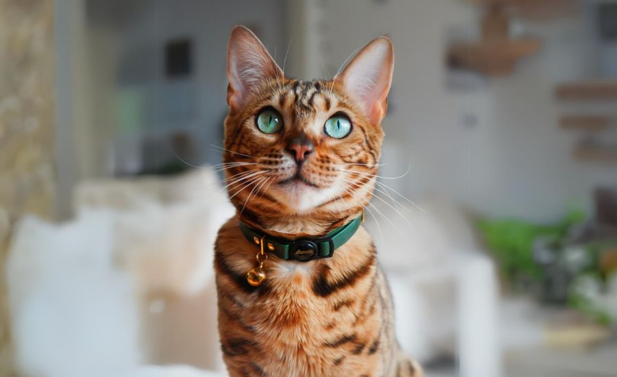 Bengal cat wearing the best breakaway cat collar by Supakit