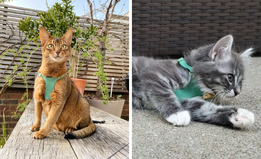 Abyssinian cat wearing Supakit cat harness