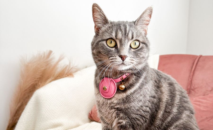 The best cat tracker collar by Supakit