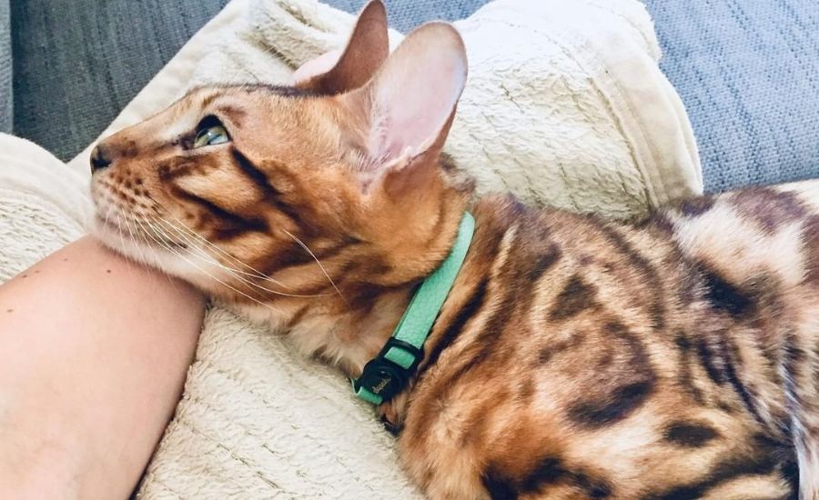 Best collar colour for a bengal cat