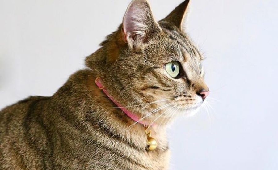 Best collar for a tabby cat