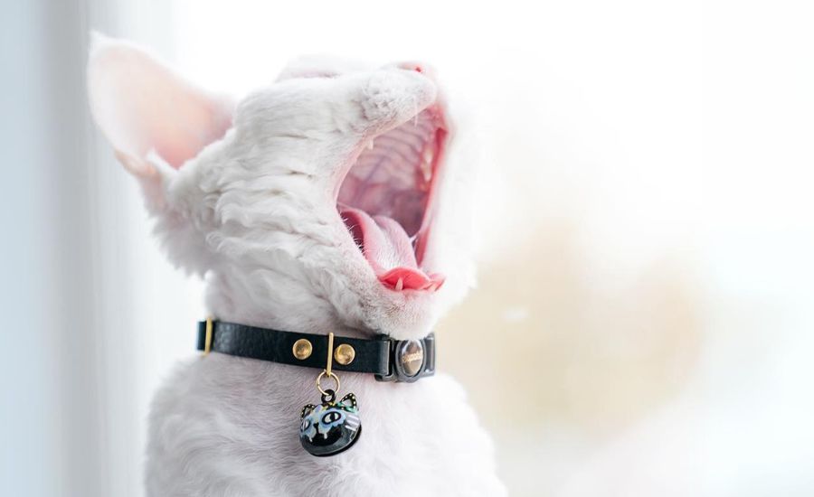 Best collar for a white cat