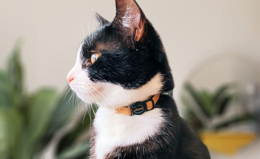 Tuxedo cat wearing the best eco-friendly cat collar by Supakit