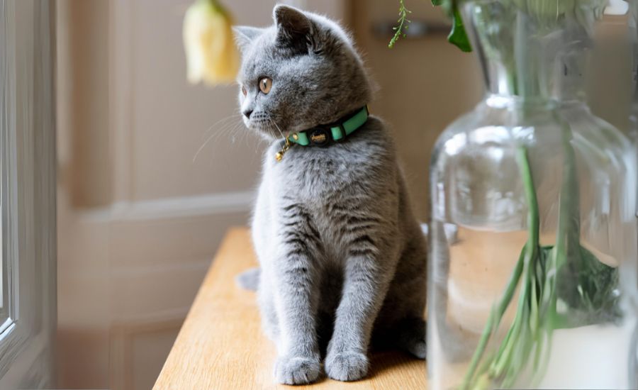 Best kitten collar by Supakit