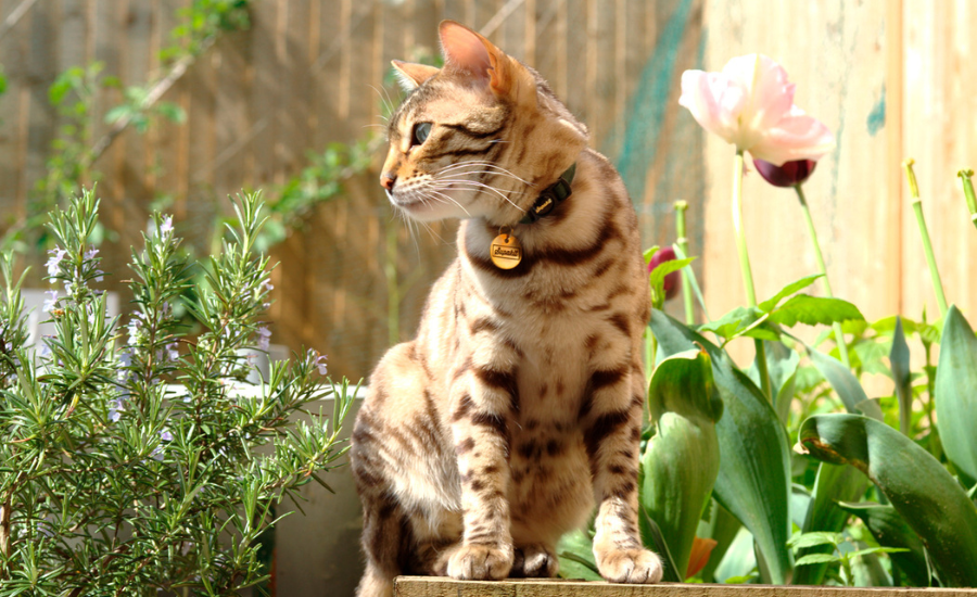 cat wearing Supakit collar