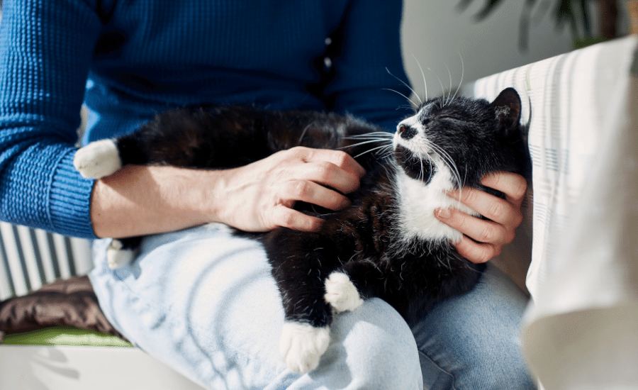 person holding cat