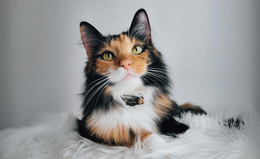 Best collar for a calico cat