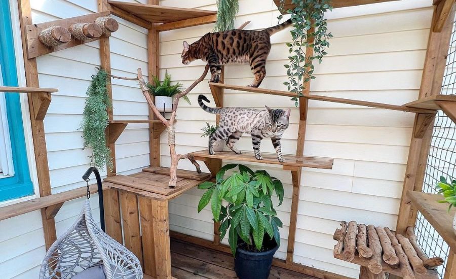 Building your DIY catio