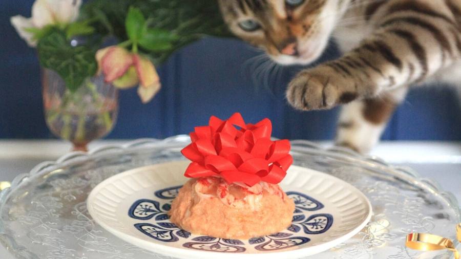 happy birthday cat eating cake