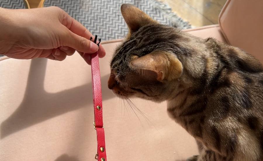 Cat collar training sniffing