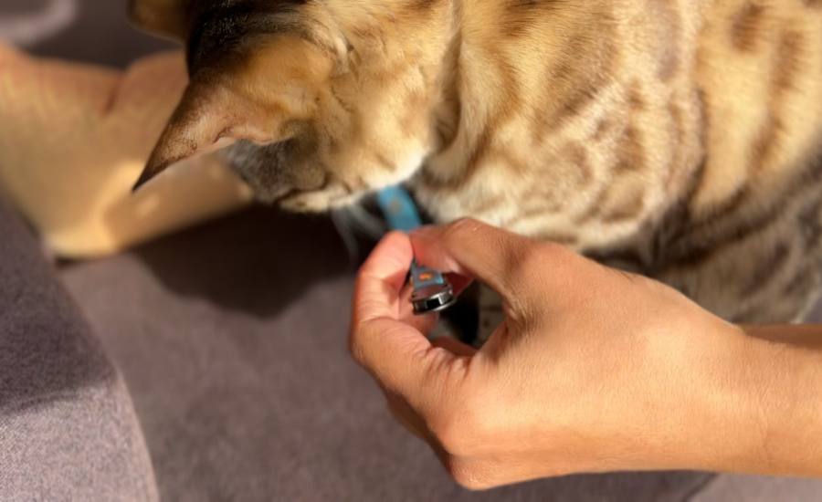 Cat being trained to accept wearing a collar