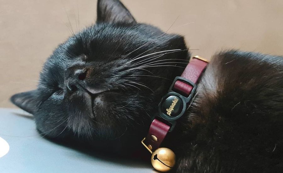 Collars for black cats