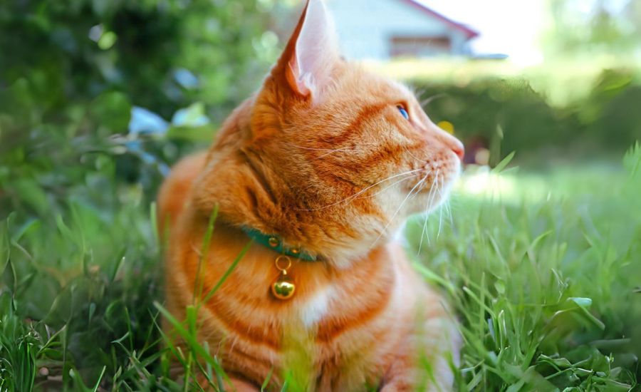 Collars for Orange Cats