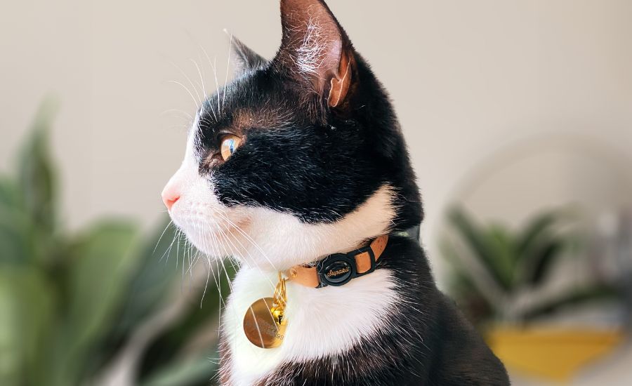 Collars for tuxedo cats