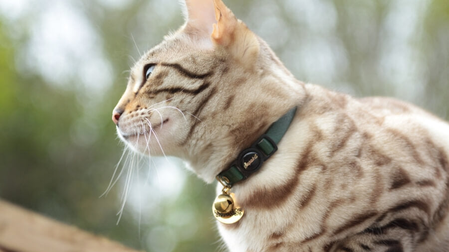 bell on cat collar bad