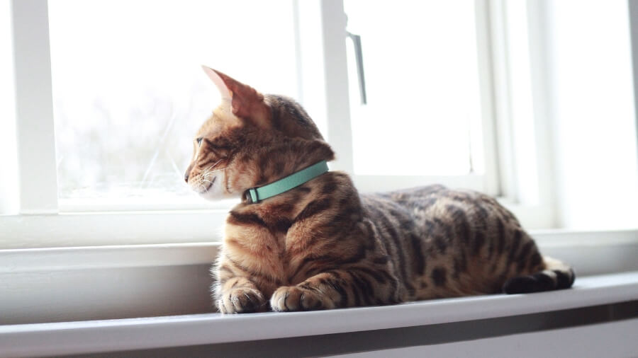 collar for indoor cat