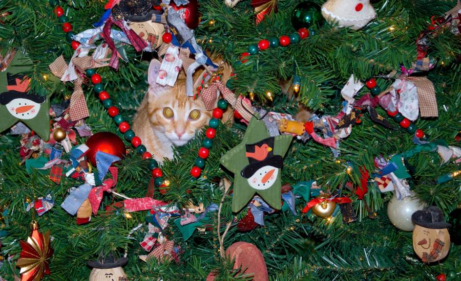 How to stop a cat climbing christmas tree