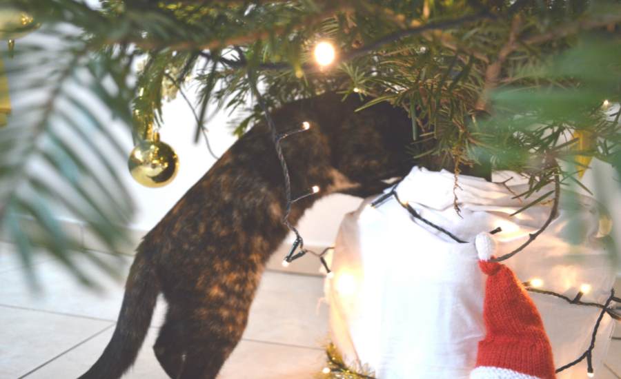How to stop a cat drinking Christmas tree water