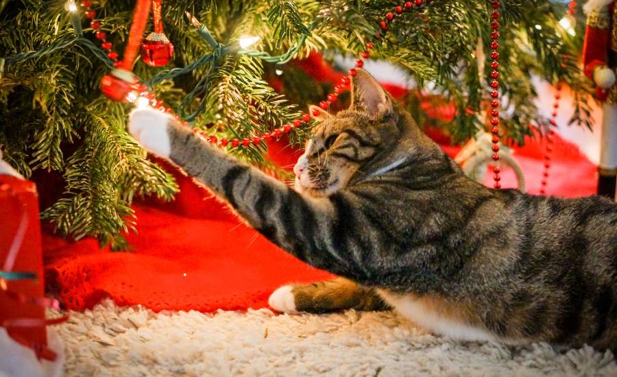 How to stop a cat playing with Christmas tree decorations