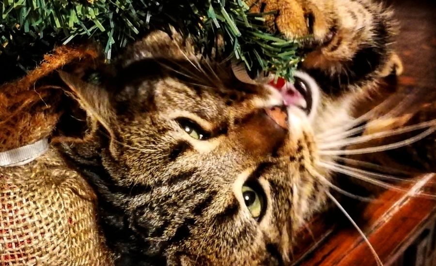 How to stop cat chewing christmas tree