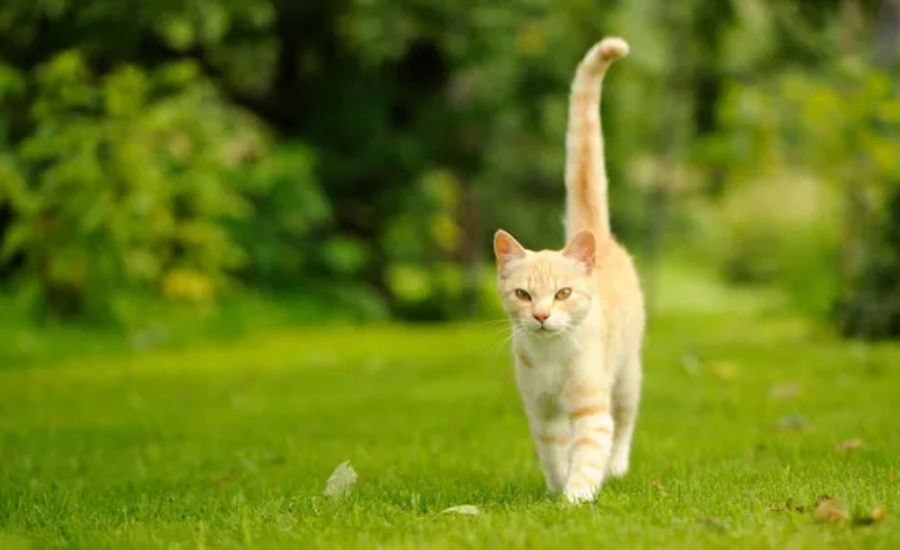 Cat with tail upright