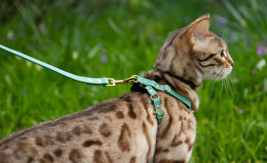 Cat wearing Supakit fixed cat leash