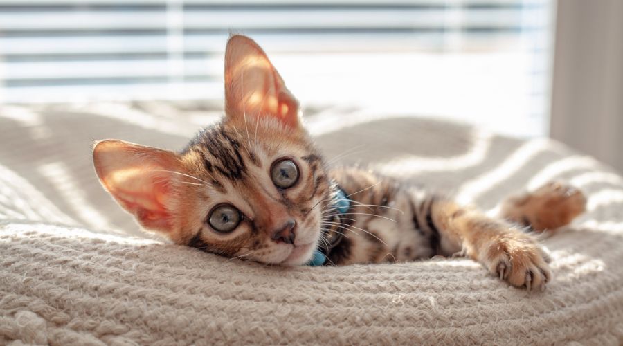 kitten in cat bed