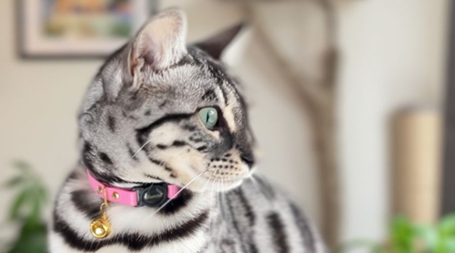 Cat wearing Supakit breakaway buckle collar