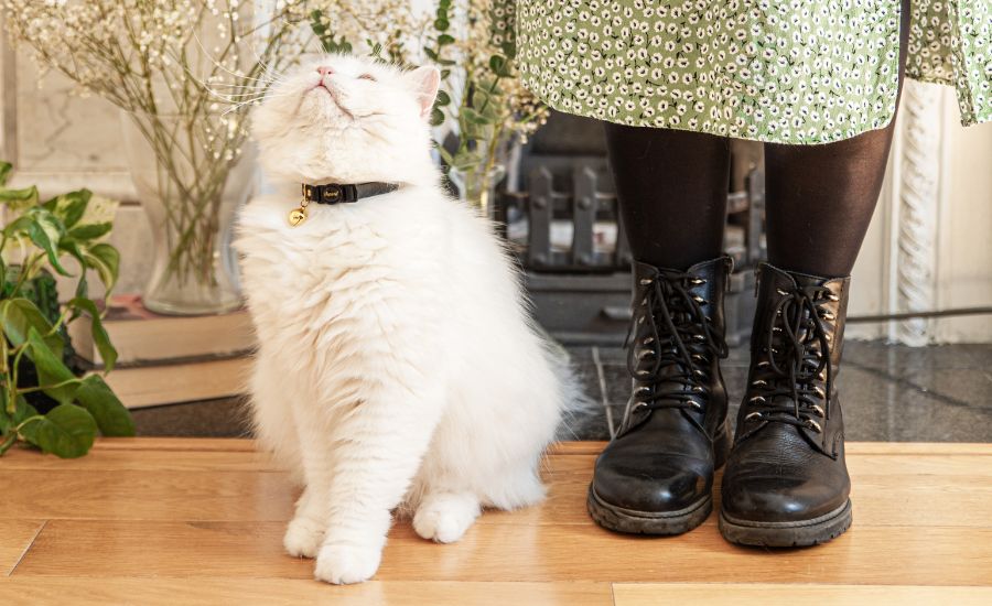 Cat sitting at person's feet