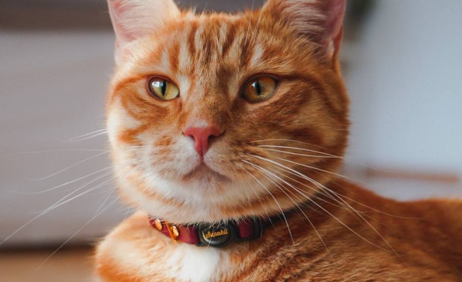 Training your cat to wear a collar