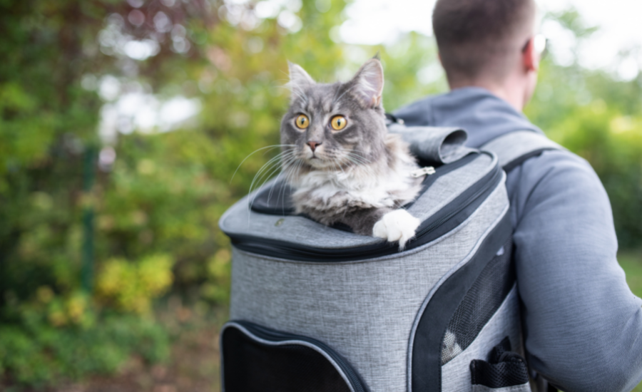 How To Backpack Train Your Cat – Supakit