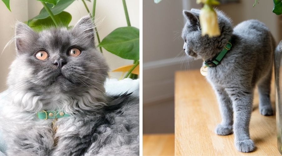 collars for indoor cats