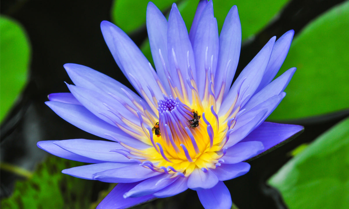 egyptian blue water lily