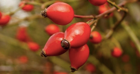 Rosehip Seed Oil