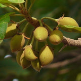 mowrah butter