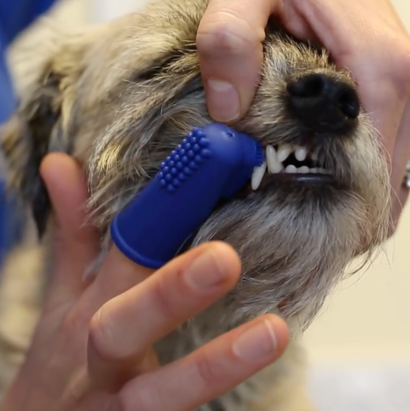 soft finger toothbrush